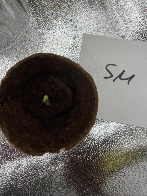 Seed Supplier Projekt. Week 0 - Seed Nummer 2 auch im torfquelltopf 