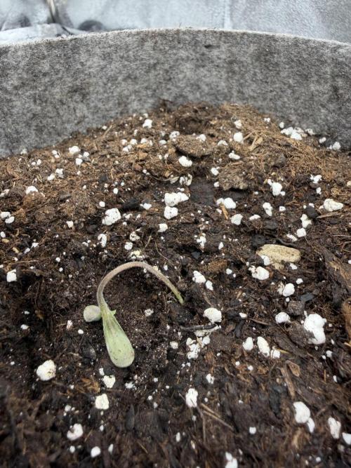 Seed Supplier Projekt. Week 0 - Auch hier habe ich leider einen Keimling ertränkt.