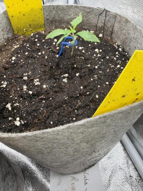 Seed Supplier Projekt. Week 2