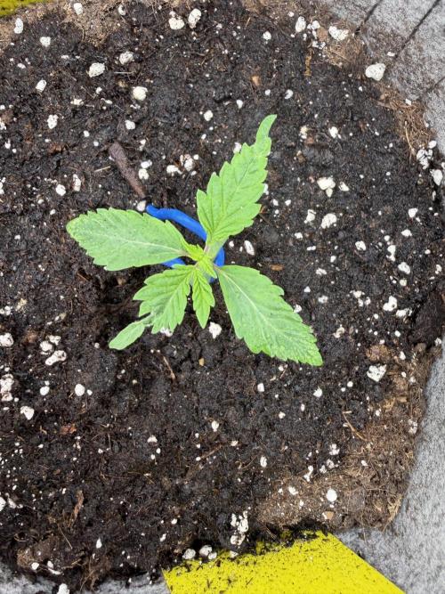 Seed Supplier Projekt. Week 2