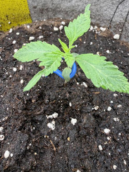 Seed Supplier Projekt. Week 2