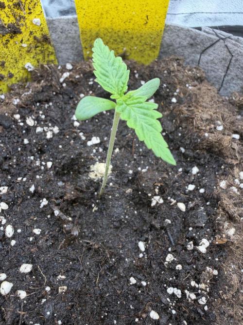 Seed Supplier Projekt. Week 1