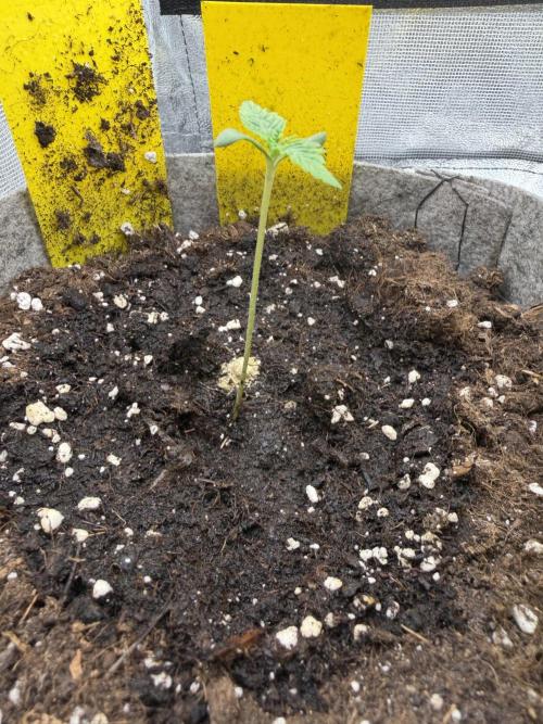 Seed Supplier Projekt. Week 1