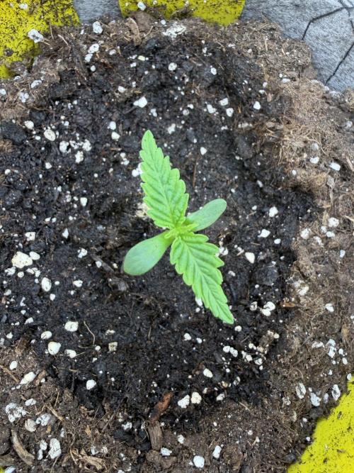 Seed Supplier Projekt. Week 1