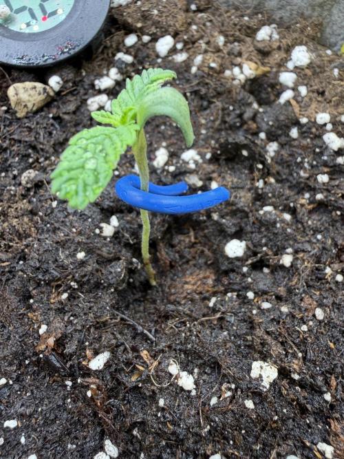 Seed Supplier Projekt. Week 1
