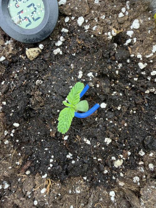 Seed Supplier Projekt. Week 1