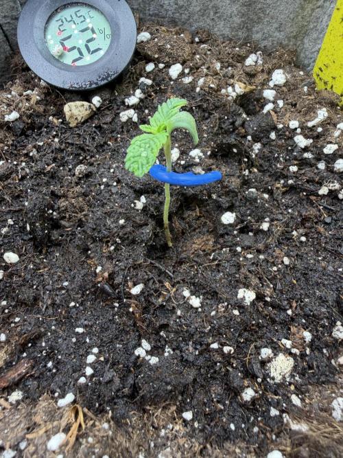 Seed Supplier Projekt. Week 1
