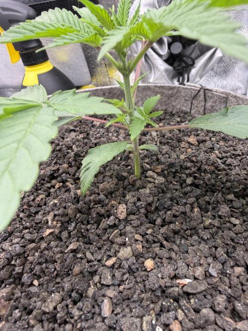 Seed Supplier Projekt. Week 3
