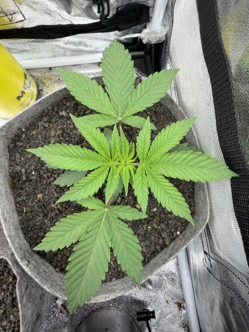 Seed Supplier Projekt. Week 3