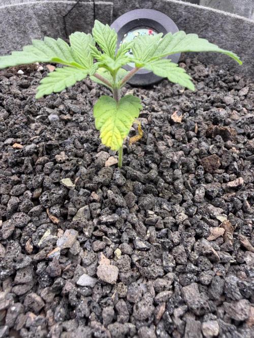 Seed Supplier Projekt. Week 2