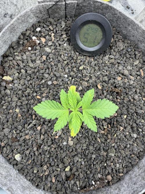 Seed Supplier Projekt. Week 2