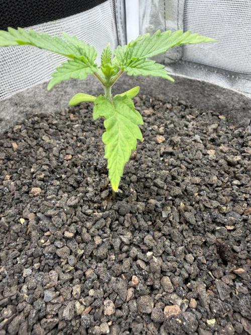Seed Supplier Projekt. Week 2