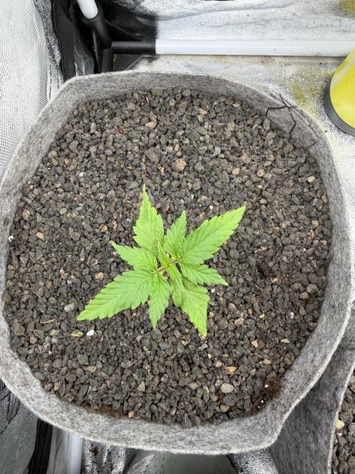 Seed Supplier Projekt. Week 2
