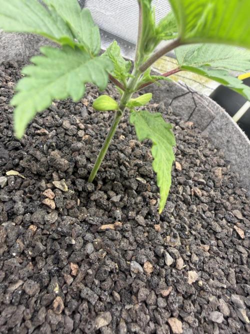 Seed Supplier Projekt. Week 3