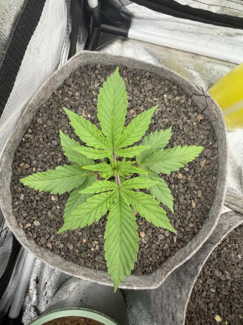 Seed Supplier Projekt. Week 3