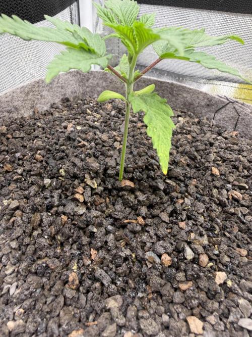 Seed Supplier Projekt. Week 3