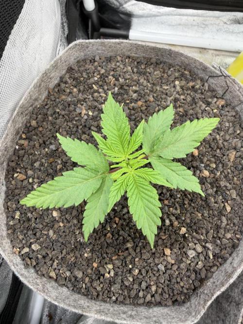 Seed Supplier Projekt. Week 3