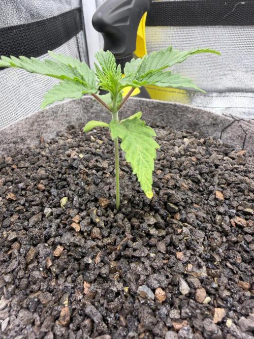 Seed Supplier Projekt. Week 3
