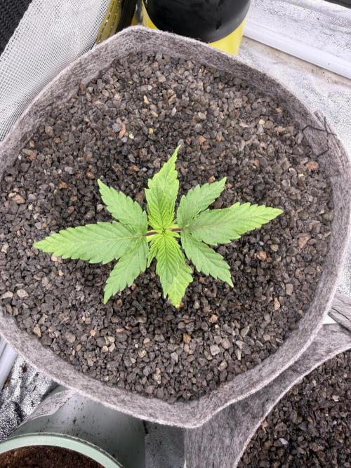 Seed Supplier Projekt. Week 3