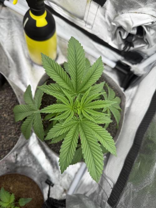 Seed Supplier Projekt. Week 4