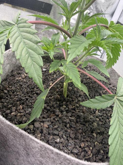 Seed Supplier Projekt. Week 4