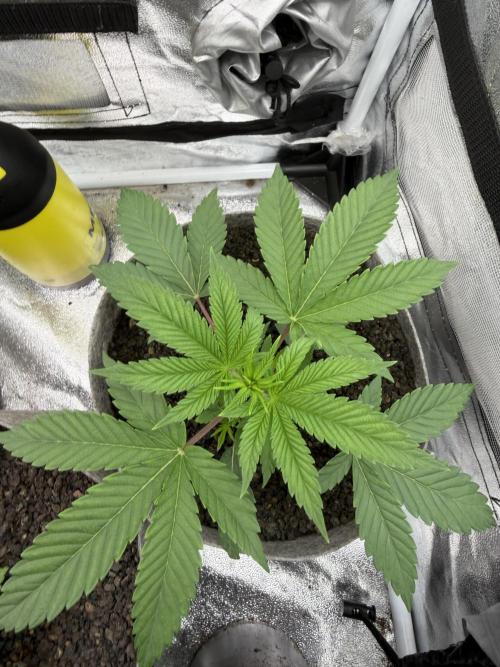 Seed Supplier Projekt. Week 4