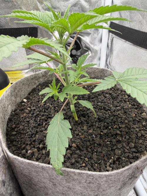 Seed Supplier Projekt. Week 4