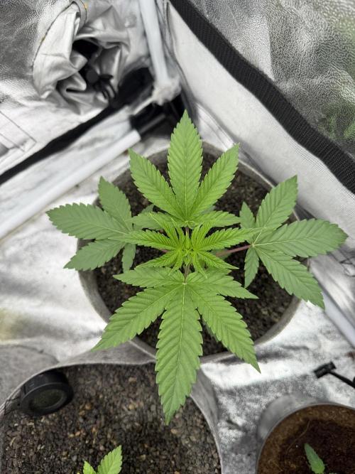 Seed Supplier Projekt. Week 4