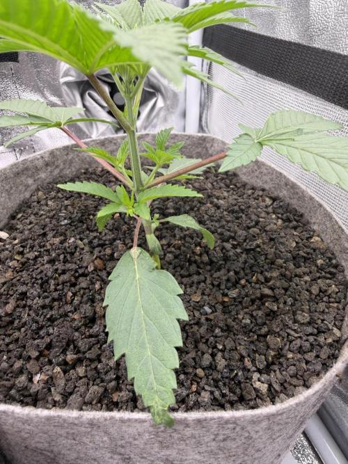 Seed Supplier Projekt. Week 4