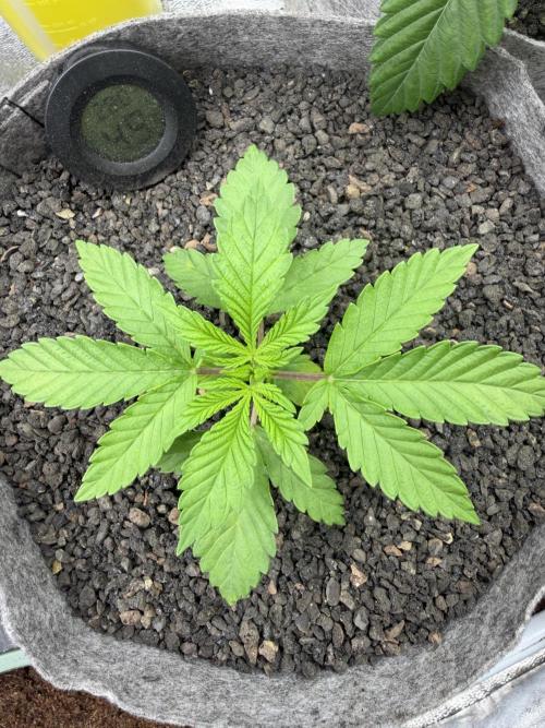 Seed Supplier Projekt. Week 3