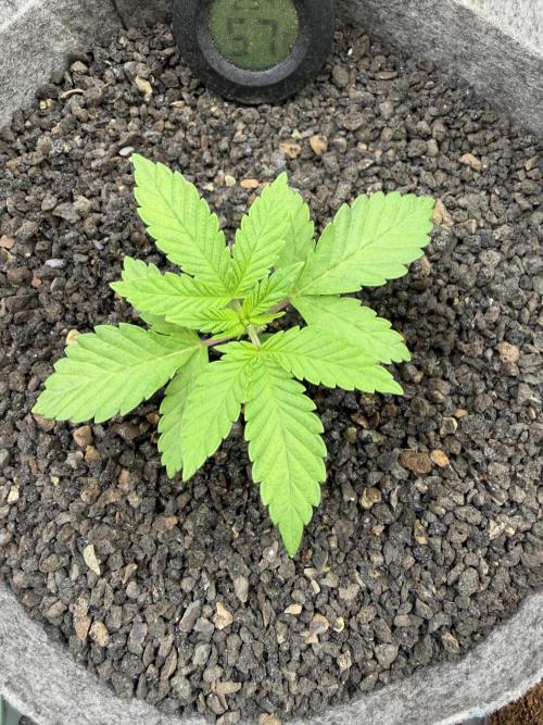 Seed Supplier Projekt. Week 3