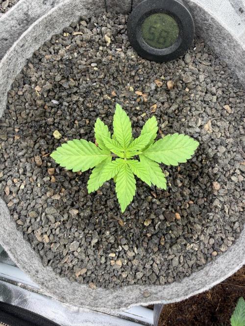 Seed Supplier Projekt. Week 3