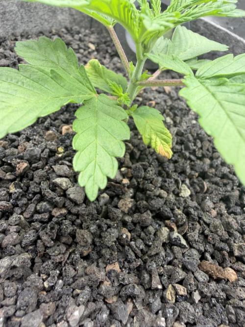 Seed Supplier Projekt. Week 3