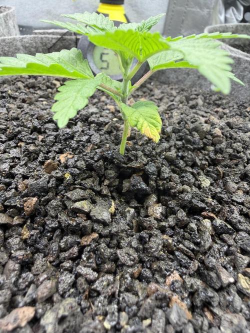 Seed Supplier Projekt. Week 3