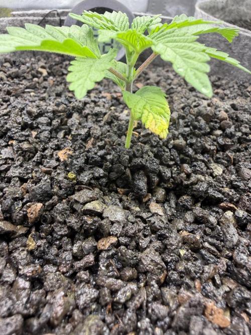 Seed Supplier Projekt. Week 3
