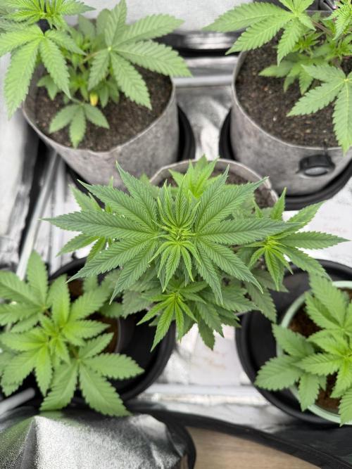 Seed Supplier Projekt. Week 5