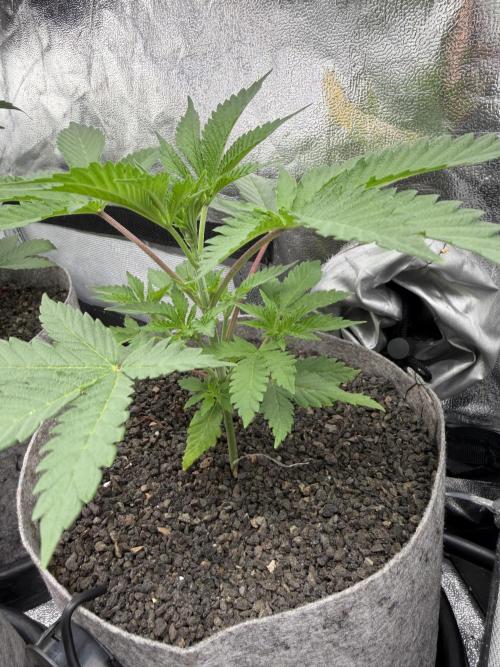 Seed Supplier Projekt. Week 4