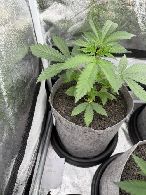 Seed Supplier Projekt. Week 4