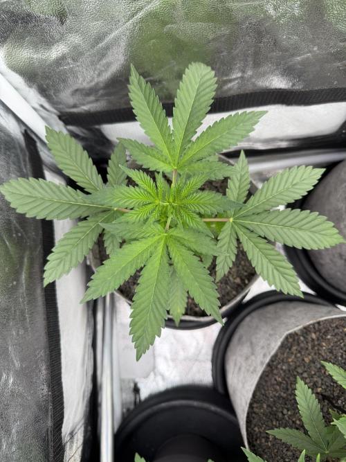Seed Supplier Projekt. Week 4