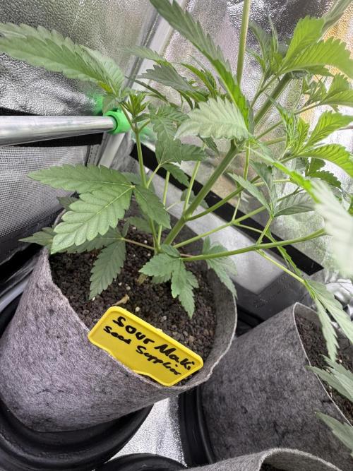 Seed Supplier Projekt. Week 5