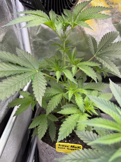 Seed Supplier Projekt. Week 5