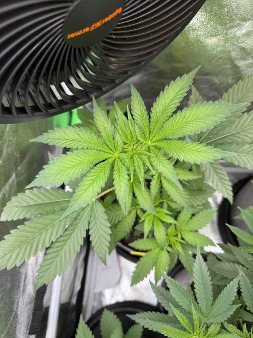 Seed Supplier Projekt. Week 5