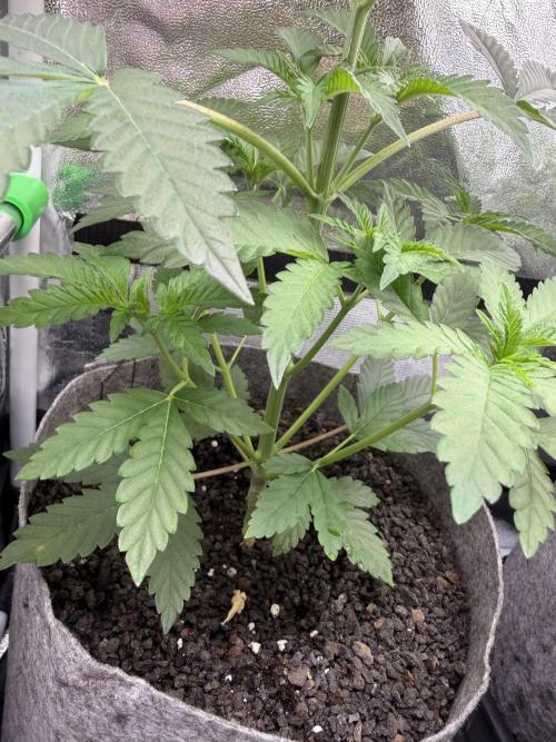 Seed Supplier Projekt. Week 5
