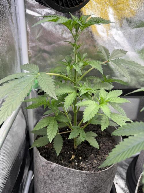 Seed Supplier Projekt. Week 5