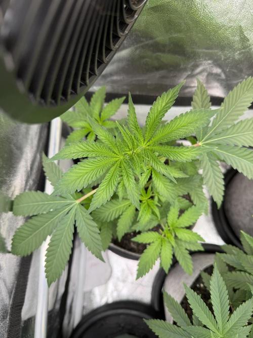 Seed Supplier Projekt. Week 5
