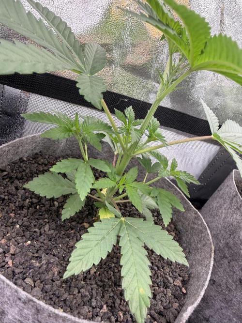 Seed Supplier Projekt. Week 5