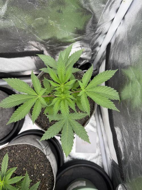 Seed Supplier Projekt. Week 5