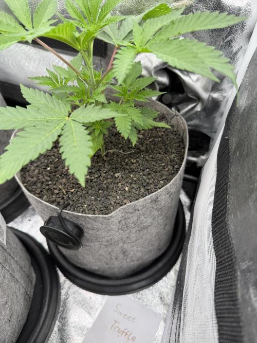 Seed Supplier Projekt. Week 5