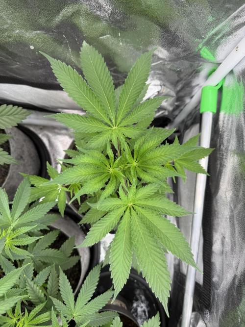 Seed Supplier Projekt. Week 5