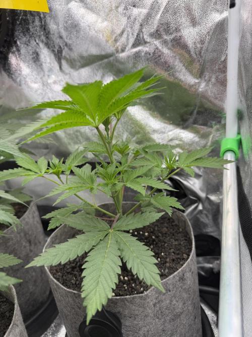 Seed Supplier Projekt. Week 5